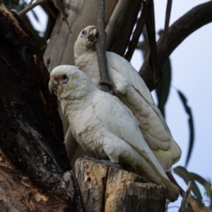 Cacatua sanguinea at Hawker, ACT - 9 Jul 2023 12:20 PM