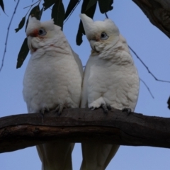 Cacatua sanguinea at Hawker, ACT - 9 Jul 2023 12:20 PM