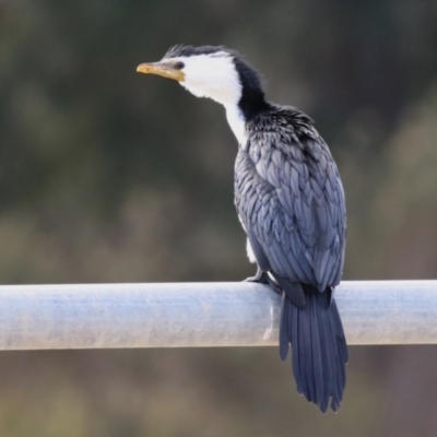 Microcarbo melanoleucos (Little Pied Cormorant) at Hume, ACT - 9 Jul 2023 by RodDeb