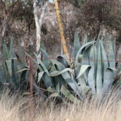 Agave americana (Century Plant) at Symonston, ACT - 9 Jul 2023 by RodDeb