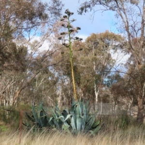 Agave americana at Symonston, ACT - 9 Jul 2023