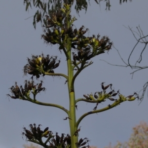 Agave americana at Symonston, ACT - 9 Jul 2023