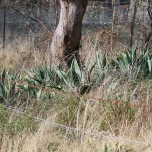 Agave americana at Symonston, ACT - 9 Jul 2023