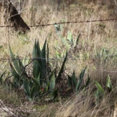 Agave americana at Symonston, ACT - 9 Jul 2023