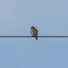 Falco cenchroides at Jerrabomberra, ACT - 9 Jul 2023