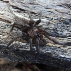 Paraembolides sp. (genus) (A funnel-web spider) at Stromlo, ACT - 9 Jul 2023 by HelenCross