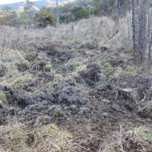 Sus scrofa at Stromlo, ACT - 9 Jul 2023