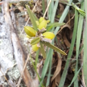 Hovea heterophylla at Cook, ACT - 24 Oct 2022