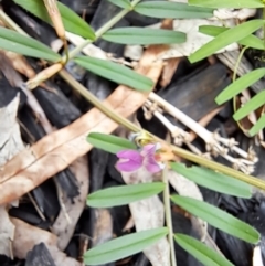 Hovea heterophylla at Cook, ACT - 24 Oct 2022