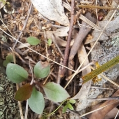 Goodenia hederacea subsp. hederacea (Ivy Goodenia, Forest Goodenia) at Mount Painter - 15 Oct 2022 by SarahHnatiuk