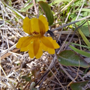 Goodenia hederacea subsp. hederacea at Cook, ACT - 24 Apr 2023 11:59 AM