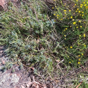 Melichrus urceolatus at Cook, ACT - 24 Apr 2023 11:50 AM