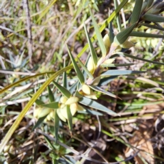 Melichrus urceolatus at Cook, ACT - 24 Apr 2023