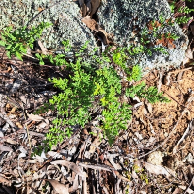 Cheilanthes sieberi subsp. sieberi (Narrow Rock Fern) at Mount Painter - 24 Apr 2023 by SarahHnatiuk