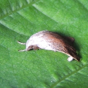 Tortricopsis pyroptis at Conder, ACT - 24 Dec 2022 05:39 AM