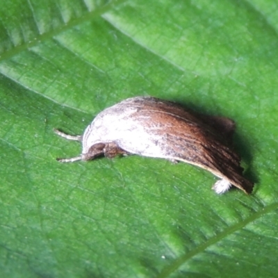 Tortricopsis pyroptis (A Concealer moth (Wingia Group)) at Conder, ACT - 23 Dec 2022 by michaelb