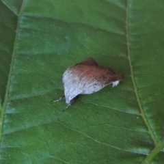 Tortricopsis pyroptis at Conder, ACT - 24 Dec 2022