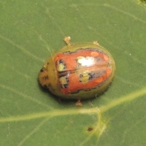 Paropsisterna annularis at Conder, ACT - 2 Jan 2023