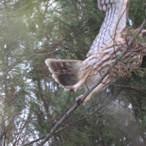 Ninox boobook at Stromlo, ACT - 10 Jul 2023