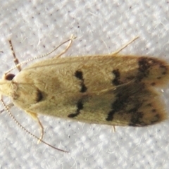 Compsotropha strophiella (A Concealer moth) at Sheldon, QLD - 22 Mar 2007 by PJH123