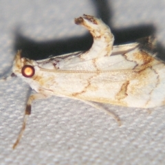 Eudaimonisma batchelorella (Spilomelinae) at Sheldon, QLD - 23 Mar 2007 by PJH123