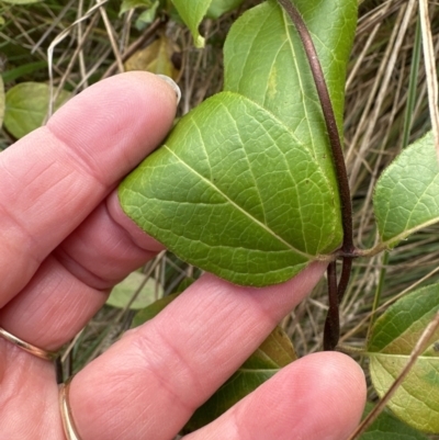 Lonicera japonica (Japanese Honeysuckle) at Molonglo Valley, ACT - 10 Jul 2023 by lbradley