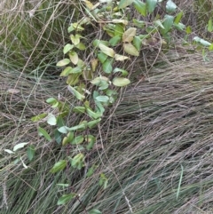 Lonicera japonica at Aranda, ACT - 10 Jul 2023