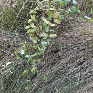 Lonicera japonica at Aranda, ACT - 10 Jul 2023