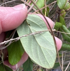 Lonicera japonica at Aranda, ACT - 10 Jul 2023