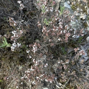 Leucopogon attenuatus at Molonglo Valley, ACT - 10 Jul 2023