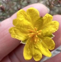 Hibbertia calycina (Lesser Guinea-flower) at Molonglo Valley, ACT - 10 Jul 2023 by lbradley