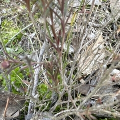 Hibbertia calycina at Aranda, ACT - 10 Jul 2023