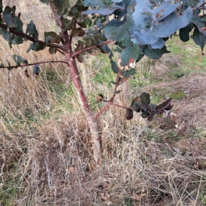 Eucalyptus globulus subsp. bicostata at Watson, ACT - 10 Jul 2023