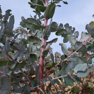 Eucalyptus globulus subsp. bicostata at Watson, ACT - 10 Jul 2023