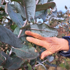 Eucalyptus globulus subsp. bicostata at Watson, ACT - 10 Jul 2023