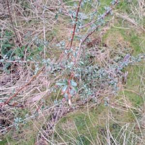 Pyracantha fortuneana at Watson, ACT - 10 Jul 2023 10:15 AM