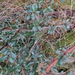 Pyracantha fortuneana at Watson, ACT - 10 Jul 2023 10:15 AM