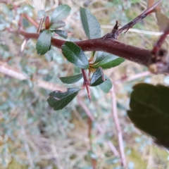 Pyracantha fortuneana at Watson, ACT - 10 Jul 2023 10:15 AM