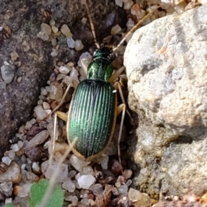 Chlaenius darlingensis at Molonglo Valley, ACT - 10 Jul 2023