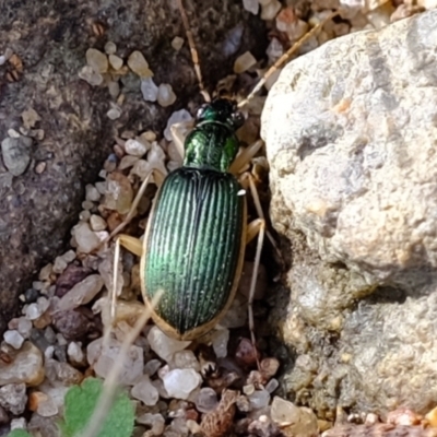 Chlaenius darlingensis (Carab beetle) at Molonglo River Reserve - 10 Jul 2023 by Kurt