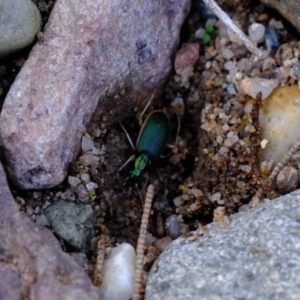 Chlaenius darlingensis at Molonglo Valley, ACT - 10 Jul 2023