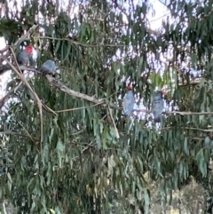 Callocephalon fimbriatum (Gang-gang Cockatoo) at Hughes, ACT - 10 Jul 2023 by KL