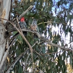 Callocephalon fimbriatum at Hughes, ACT - 10 Jul 2023