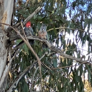 Callocephalon fimbriatum at Hughes, ACT - 10 Jul 2023