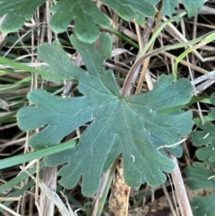 Geranium solanderi (Native Geranium) at Hughes, ACT - 10 Jul 2023 by KL