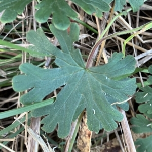 Geranium solanderi at Hughes, ACT - 10 Jul 2023