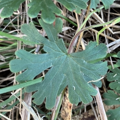 Geranium solanderi (Native Geranium) at Hughes, ACT - 10 Jul 2023 by KL