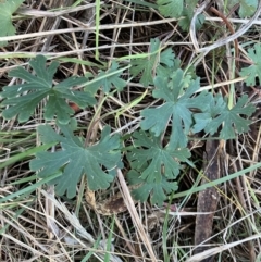 Geranium solanderi at Hughes, ACT - 10 Jul 2023 04:02 PM