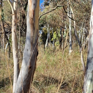 Acacia baileyana at Hackett, ACT - 9 Jul 2023