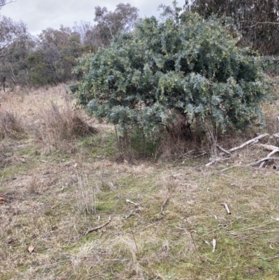 Acacia baileyana (Cootamundra Wattle, Golden Mimosa) at Watson, ACT - 10 Jul 2023 by waltraud